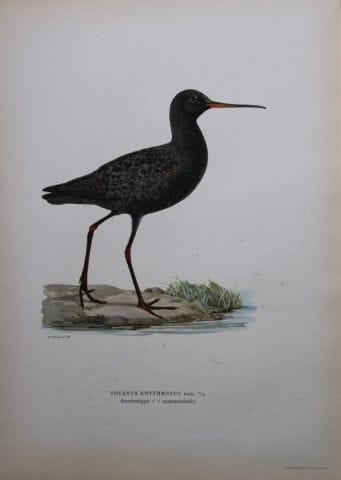 M. von Wright - Lithographie in-folio représentant