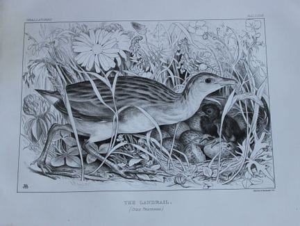 Mme Jemima Blackburn - Lithographie représentant l