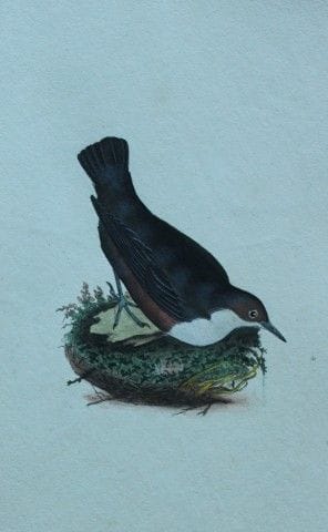 Edward Donovan - Gravure coloriée à la main représ