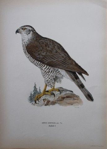 M. von Wright - Lithographie in-folio représentant