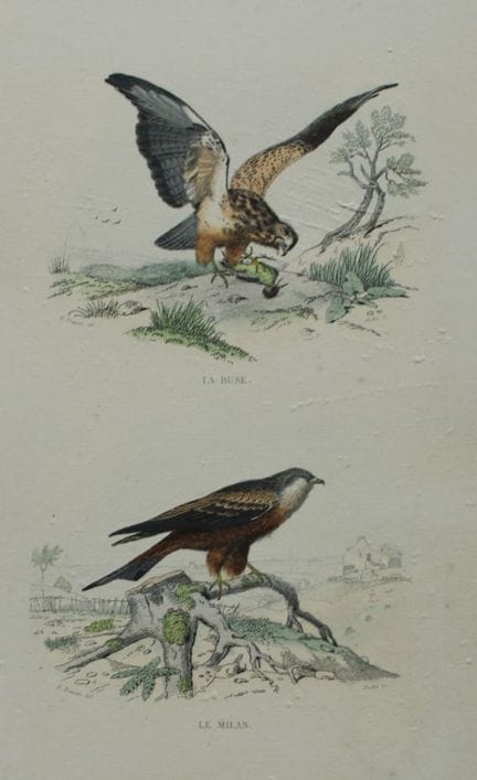 Edouard Travies - Black Kite and Buzzard from Comp