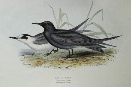 John Gould -  La sterne noire, tirée de *The Birds