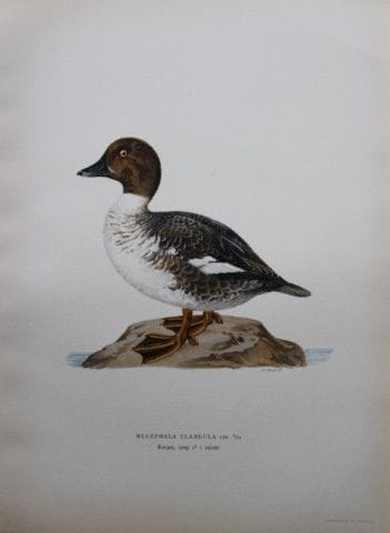 M. von Wright - Lithographie in-folio représentant