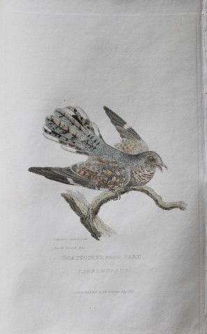 Baron Cuvier - Chauve-souris chèvre du Pérou, 1829