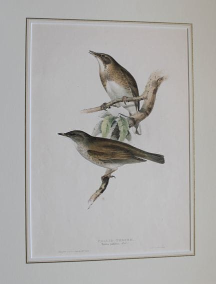 John Gould - Grive pâle, tirée de *The Birds of Eu