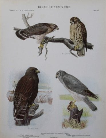 L. Agassiz Fuertes – Chromolithographie représenta