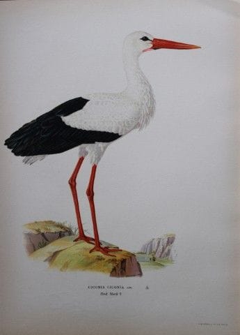M. von Wright - Lithographie in-folio représentant