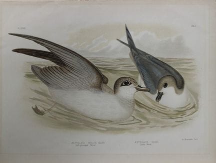 Broinowski - Chromolithographie représentant des p
