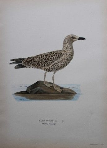 M. von Wright - Lithographie in-folio représentant