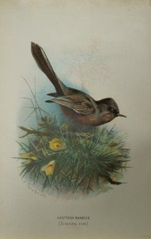 Archibald Thorburn - Fauvette de Dartford, 1883.

