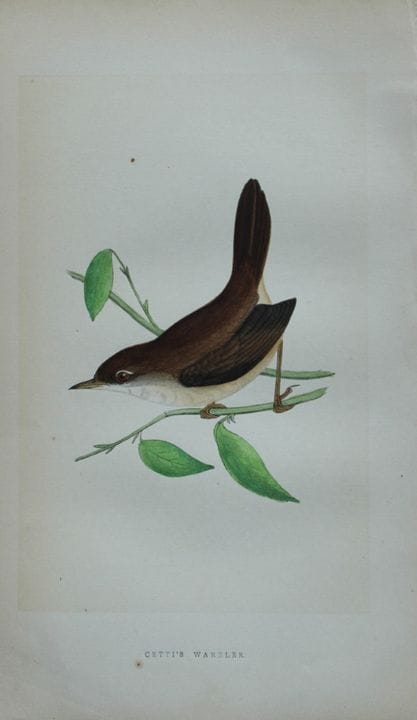 Charles Bree - Gravure coloriée à la main représen