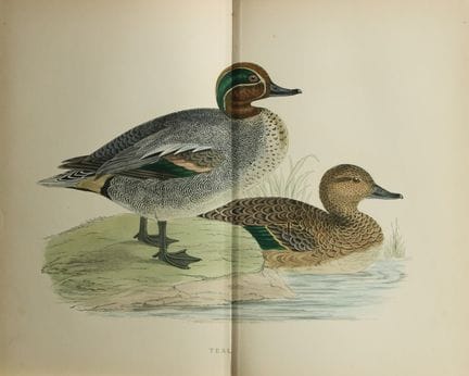 Beverley Morris - Lithographie représentant une sa