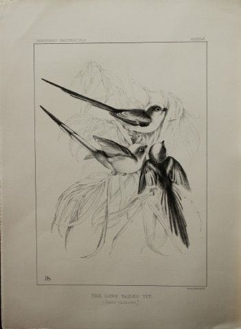 杰米玛·布莱克本夫人——《长尾山雀》石版画，1862年。

这幅版画出自杰米玛·布莱克本所著《根据自
