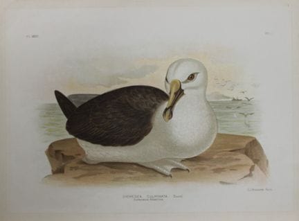 Broinowski - Chromolithographie d'un albatros à cr