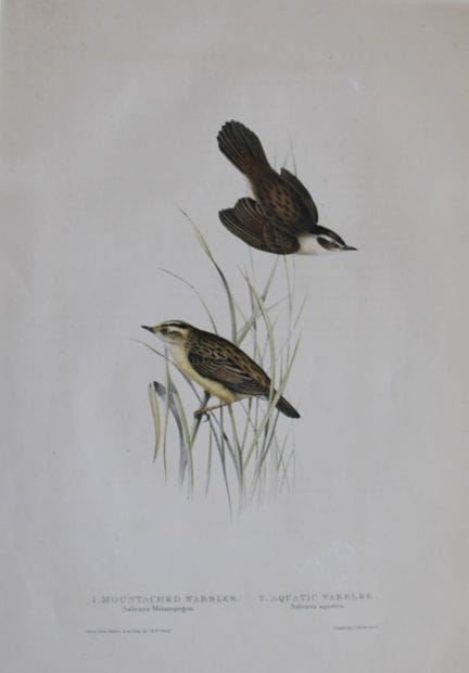 John Gould -  La fauvette moustachue et la fauvett