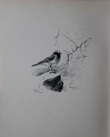 Philip Rickman - Print of pencil drawings of Redst