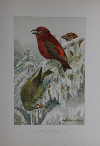 L. Agassiz Fuertes - Le bec-de-corsage américain, 