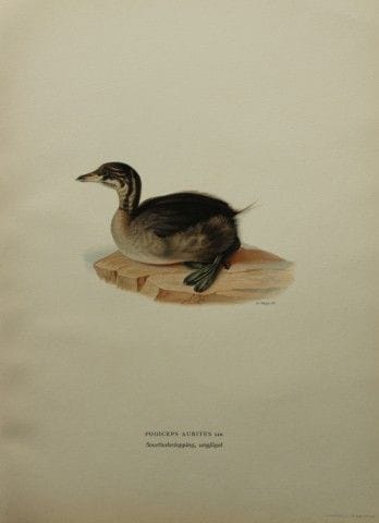 M. von Wright - Lithographie in-folio représentant