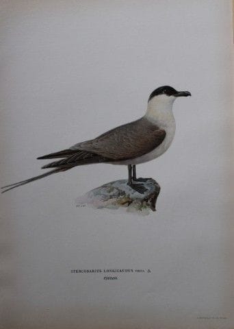 M. von Wright - Lithographie in-folio représentant