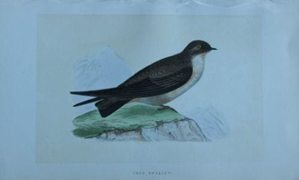 Charles Bree - Gravure coloriée à la main représen