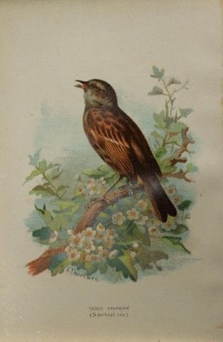 Archibald Thorburn - Moineau des haies, 1883.

Cet