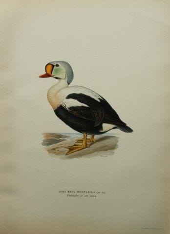 M. von Wright - Lithographie in-folio représentant