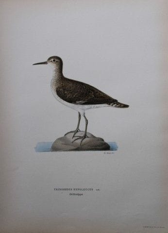 M. von Wright - Lithographie in-folio représentant
