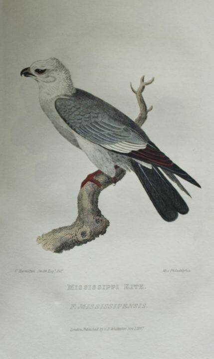 库维耶男爵——金冠苇莺，1829年。

这幅古版画选自乔治·库维耶男爵所著《动物界》的英文版。

由