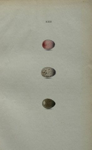 W. Hewitson – Gravure coloriée à la main représent
