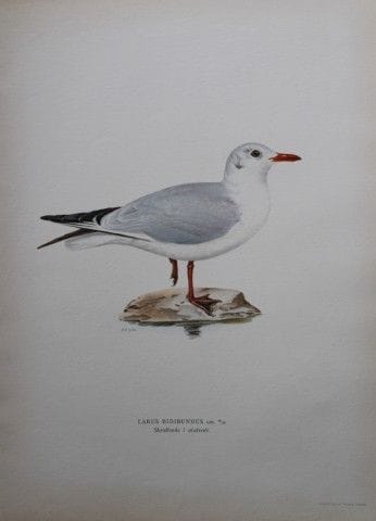 M. von Wright - Lithographie in-folio représentant