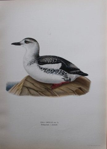 M. von Wright - Lithographie in-folio représentant