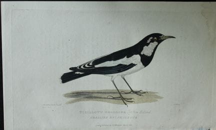库维耶男爵——维约绘制的格拉利纳鸟，1829年。

这幅古版画出自乔治·库维耶男爵所著《动物界》的英