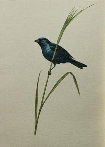 Amuchastegui - Lithographie représentant un gros-b