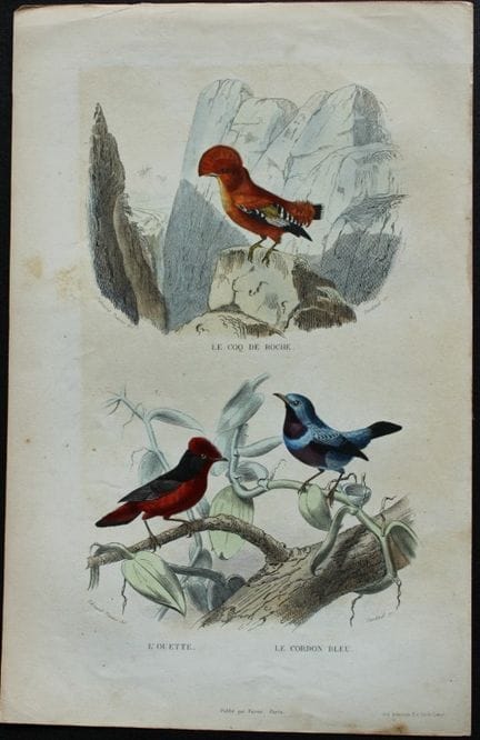 Edouard Travies - Cock of the Rock and Bluebird fr