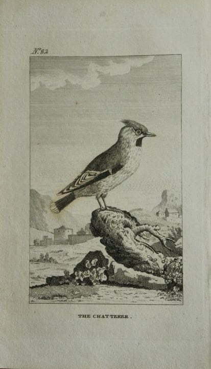 Buffon - Engraving of The Chatterer by De Seve 179