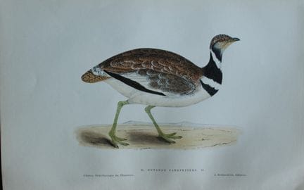 Jean Chenu - Lithographie représentant l'outarde c