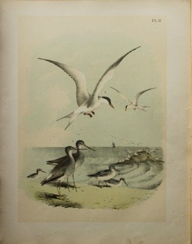 雅各布·斯图德——西奥多·贾斯珀所绘《鸻鸟与燕鸥》，1888年。

我们非常荣幸能推出这些色彩绚丽的