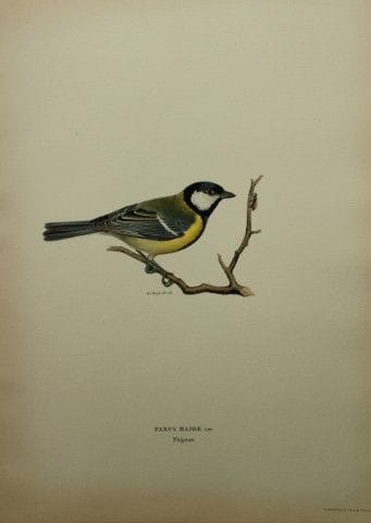 M·冯·赖特——1924年大山雀对开石版画。

这幅手工上色的石版画出自马格努斯、威廉和费迪南德·冯