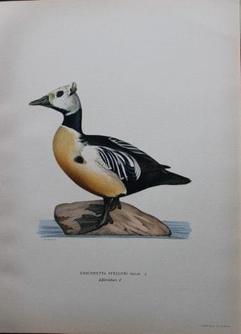 M. von Wright - Lithographie in-folio représentant