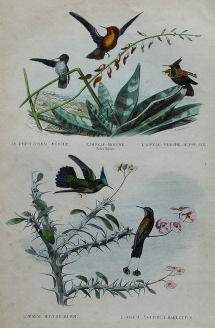 Edouard Travies - Hummingbirds from Complete Works