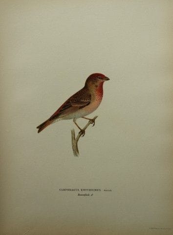 M. von Wright - Lithographie in-folio représentant
