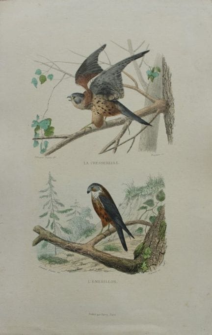 Edouard Travies - Merlin and Kestrel from Complete
