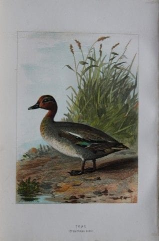 阿奇博尔德·索伯恩——绿头鸭，1883年。

这幅石版彩色印刷版画出自沃尔特·斯韦斯兰德所著的《常见