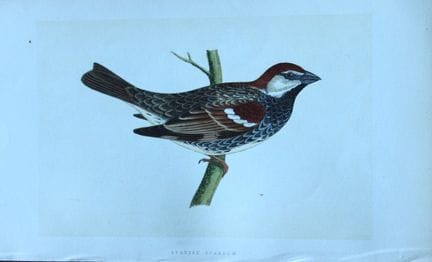 Charles Bree - Gravure coloriée à la main représen