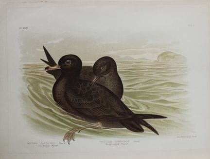 Broinowski - Chromolithographie représentant des p