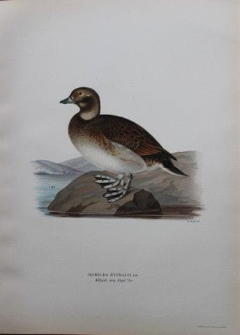 M. von Wright - Lithographie in-folio représentant