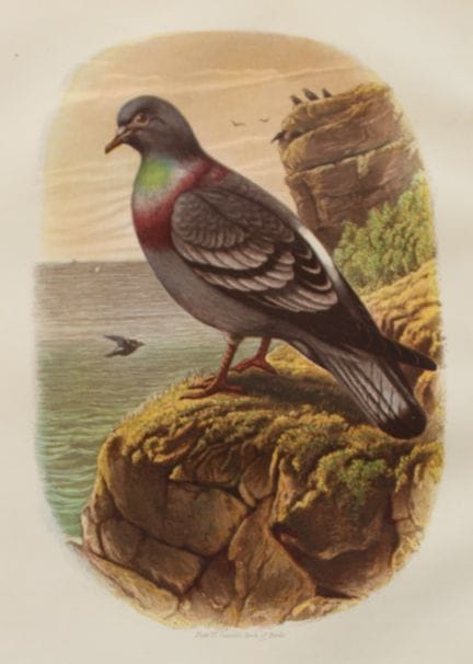 Thomas Rymer Jones - Rock Pigeon 1869.

This beaut