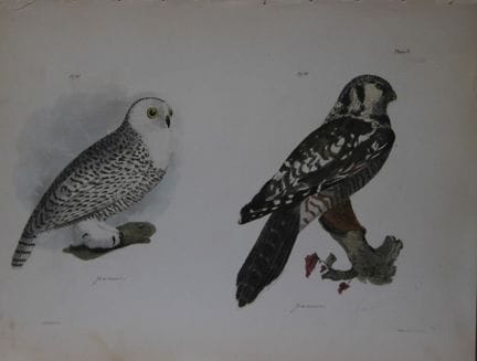 詹姆斯·E·德凯——第九版画《鹰鸮与雪鸮》1844年。

这幅19世纪独具匠心且引人注目的铜版画，主