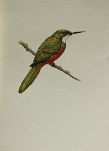Amuchastegui - Lithographie représentant un jacama