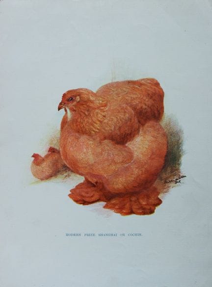 Harrison Weir - Prix de Shanghai 1902.

Cette plan